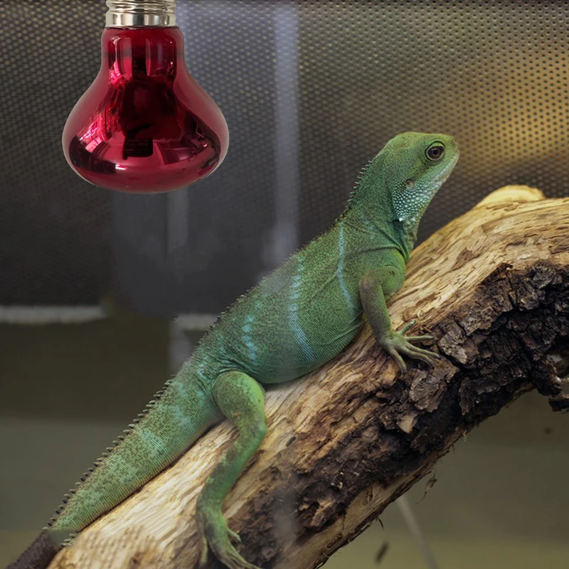 Pet Heating Lamp E27 Day Night Amphibian Snake Reptile Bulb UV Light 25W 50W 75W 100W AC220-240V