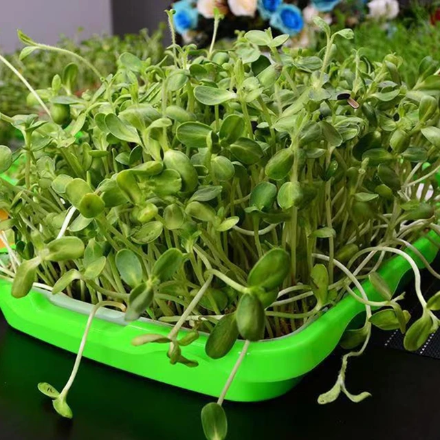 Vetőmag Spruter Tálca 2 Rétegű Segítetlen Bab Hidroponikus Óvodai Tányér Csíráló Edény Ültetvény Kerti Ültetési Csírázási Eszköz - Image 3