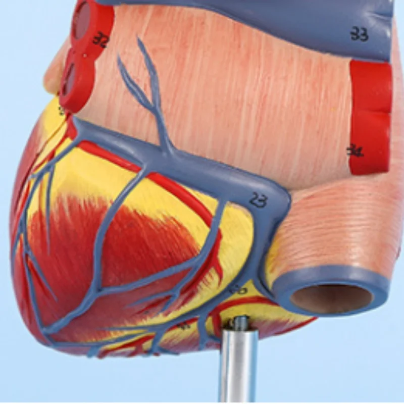 DARHMMY Life size human heart model Disassembled Anatomical Human Heart Model Anatomy Medical Teaching Tool human heart model