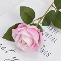 Light pink rose