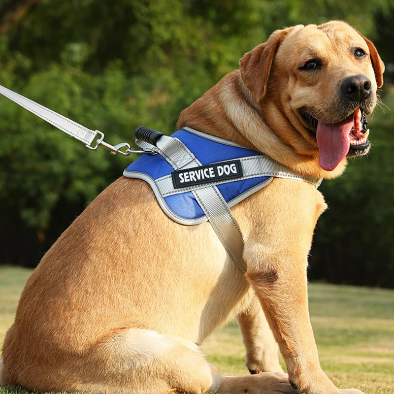 harness for labs