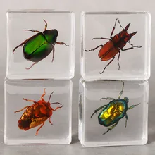 

Real Insect Specimens transparent Resin Hexapod Desk Decoration Appreciation Teaching Home Decoration Accessories for LivingRoom