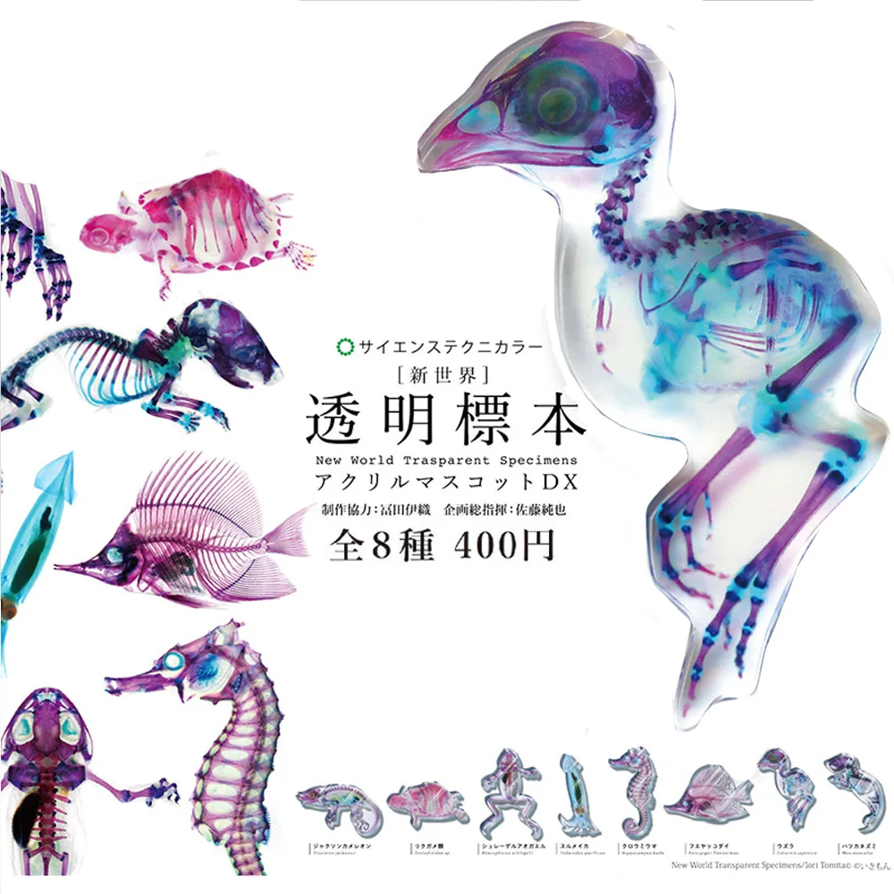 

Gachapon New World Animal Bones Crylic Transparent Skeleton Specimen Kitan Gashapon Capsule Toys Figures Collection