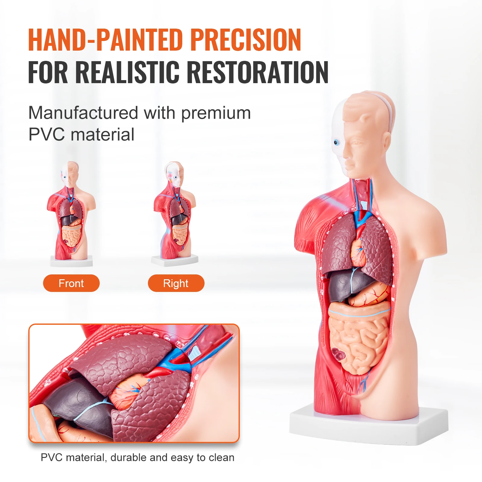 VEVOR Human Body Model 15/23 Parts Anatomical Skeleton Model with Removable Organs Educational Teaching Tool Education Display