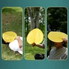 1/5PCS Chinese Style Fan Retro Plastics Fan New Summer Cooling Hand Fan Art Cool Leaf Fan Home Decorations 5