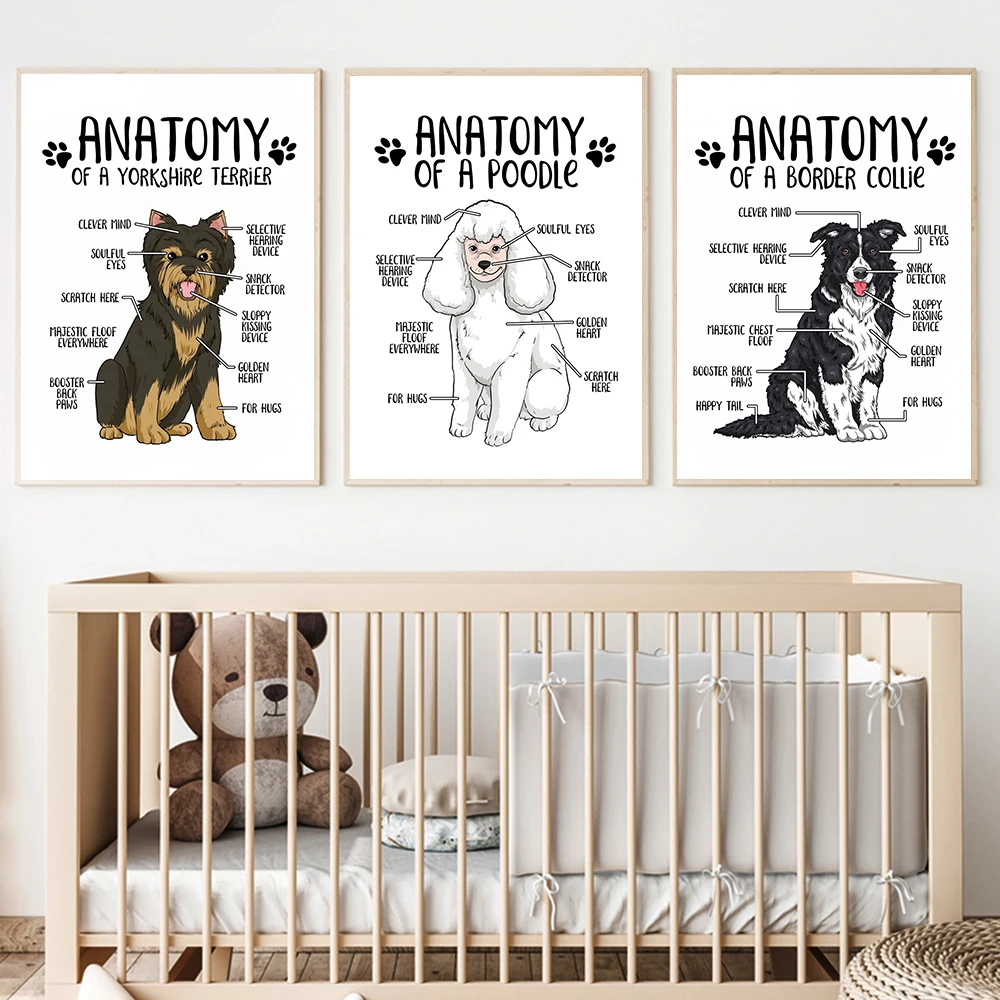 Anatomia Animale Poster Su Tela Border Collie Barboncino Yorkshire Terrier Stampa Pittura Moderna Negozio Di Animali Ospedale Immagini Per Pareti
