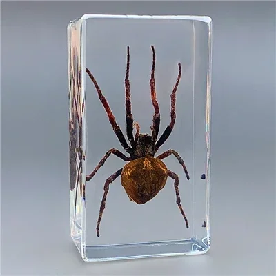 Real Insect Bug Specimen Taxidermia Clear Large Bug Epoxy Resin Spiders Beetles Large Insect Scorpion Specimen Craft Decoration 6