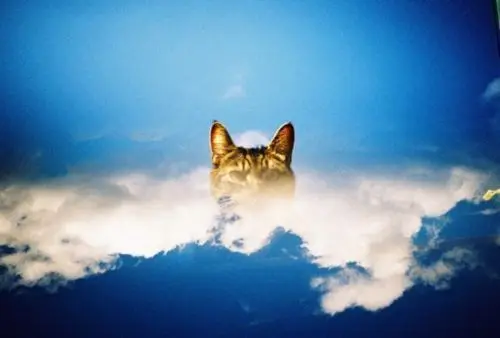 HOLGA 135BC 135 Film Camera Foolproof Camera Retro Camera Leak Light Dark Angle Creative Camera Beginner's Film Camera
﻿