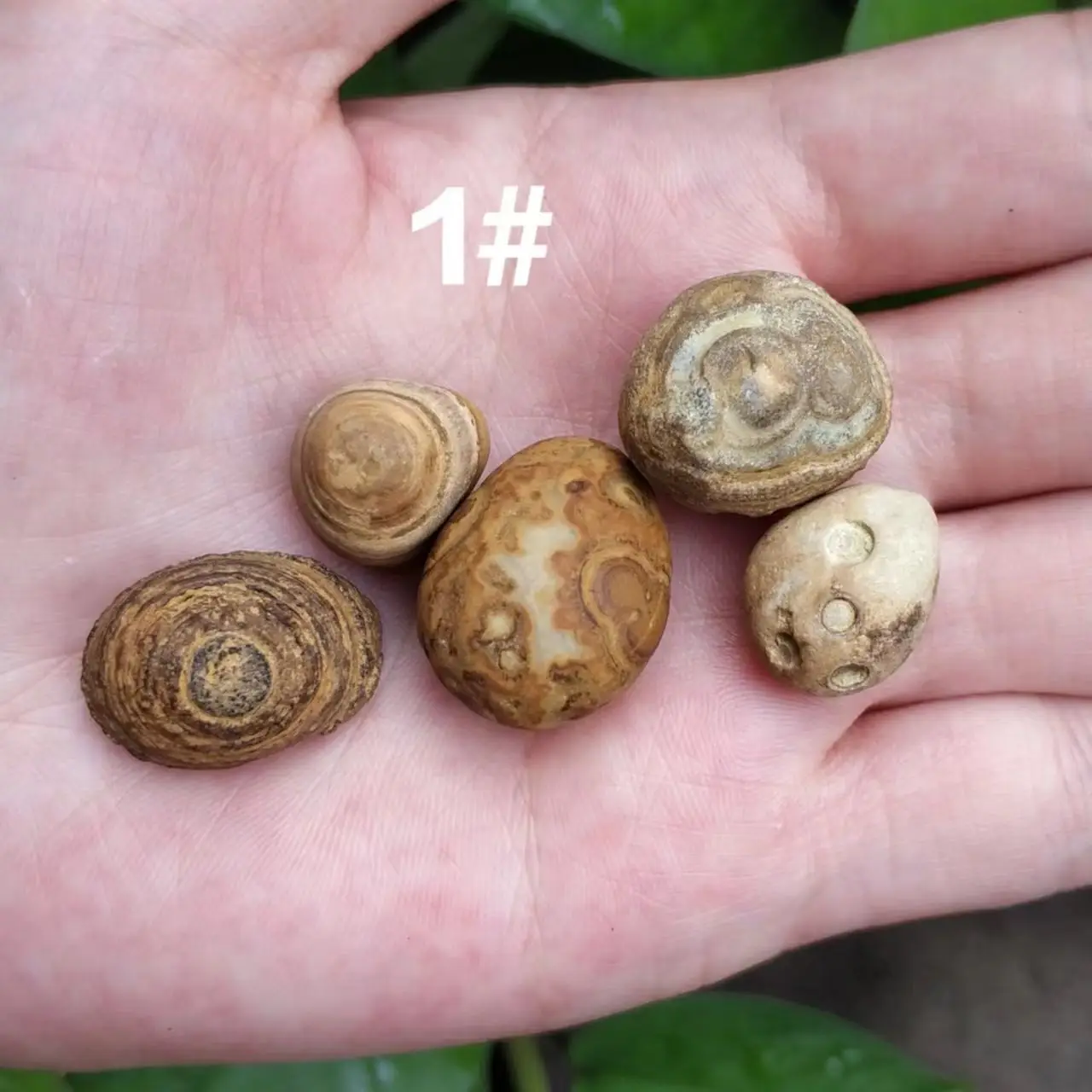 

5pcs/lot natural rough nine-eye shale meng dzi beads khaki irregular shape wonderful pattern unique amulet folk-custom jewelry