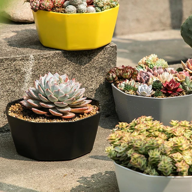 Pot de fleurs rond coloré, plantes succulentes, pour pépinière, plateau de  plantes de jardin, décoration de bureau, matériel de plantation - AliExpress