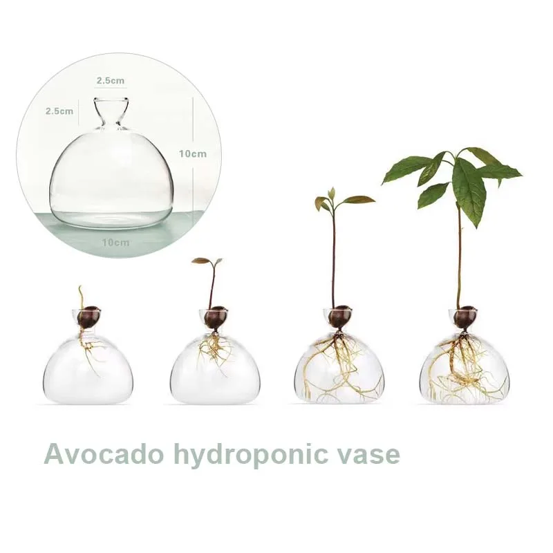 Avocado Hydroponic Vase Glass Storage Container Home Decoration Living Room Decoration Avocado Kernel Seeds Small Flower Vase 6