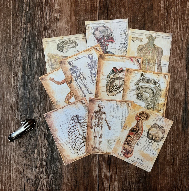 10pcs human anatomy Stickers Crafts And Scrapbooking stickers kids toys