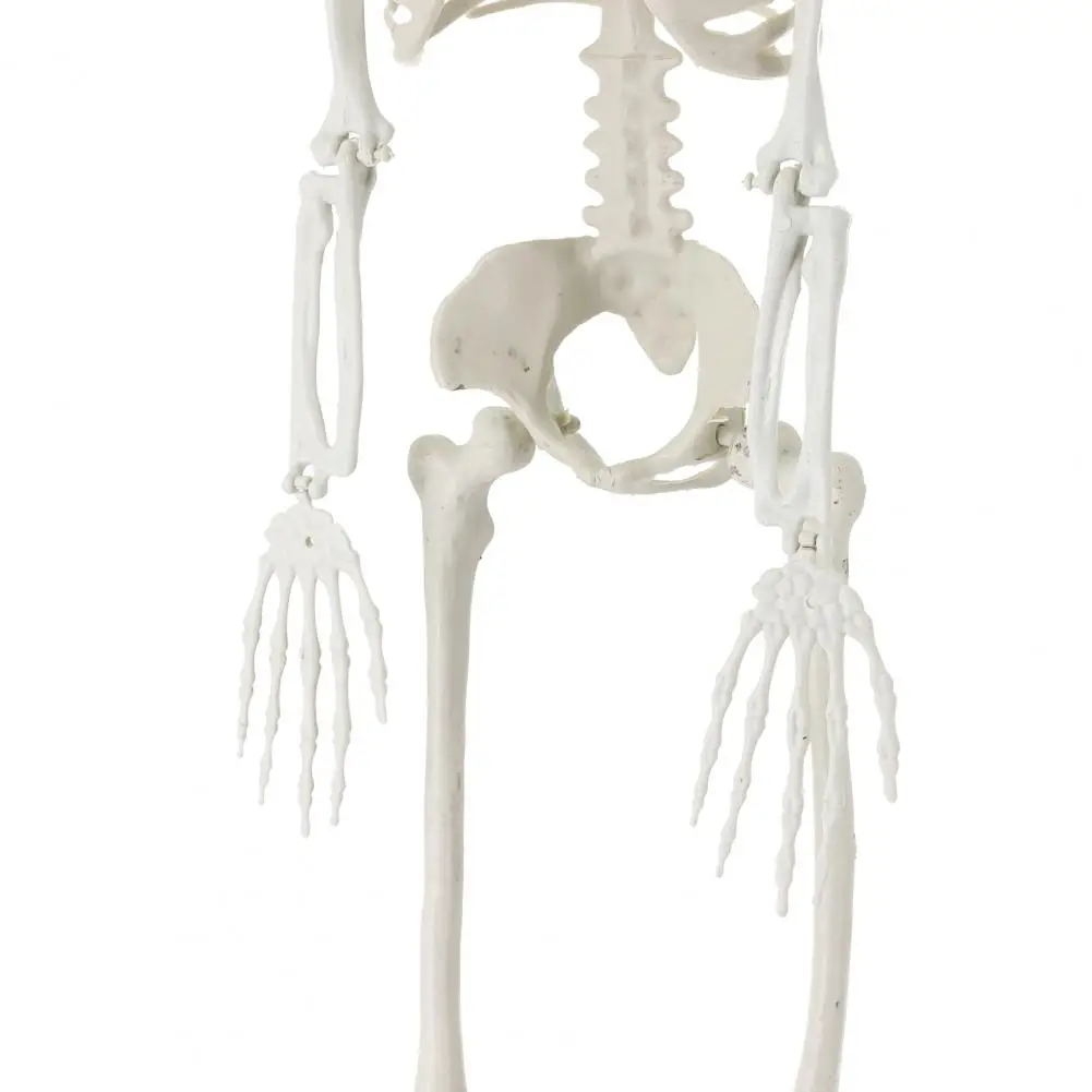 

Halloween Skeleton Prop Skeleton Decoration Realistic Movable Skeleton Props for Haunted Houses Graveyard Decorations Create A