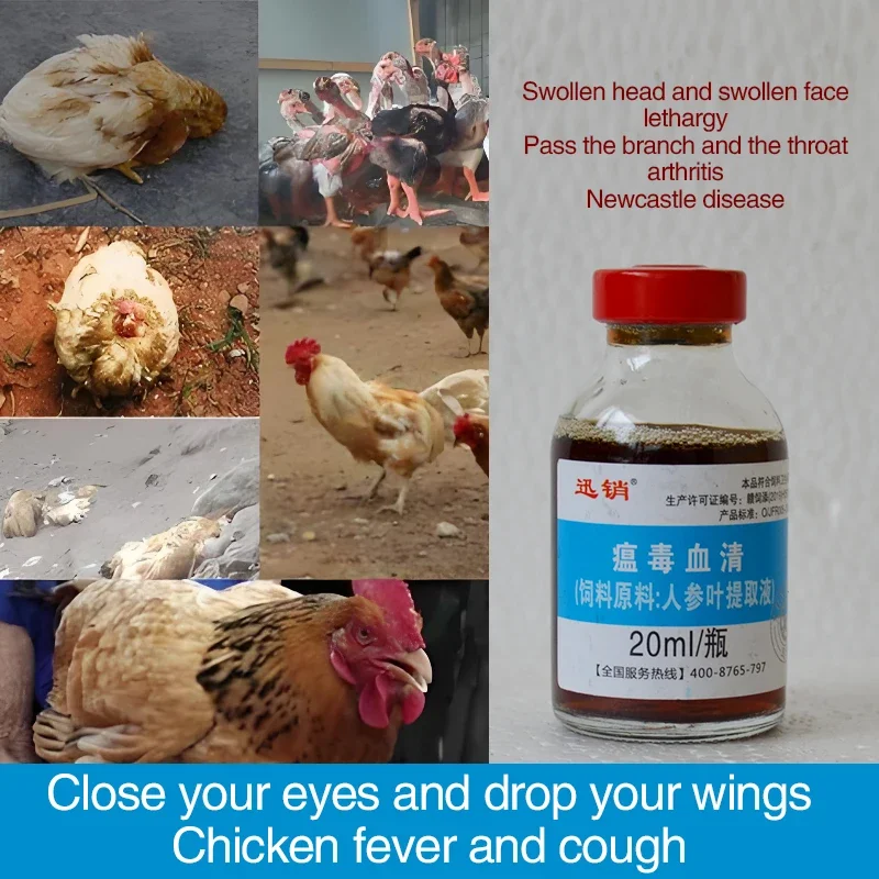 Pigeon Disease Treatment Poultry and livestock general chicken duck goose Newcastle disease head down closed eyes wings droop cattle and sheep spirit