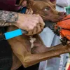 Durable Nylon Dog Training Equipment Wear Resisting Polyester Large Dog Toys Fighting Break Rod Stick Mouth Opener Pet 4
