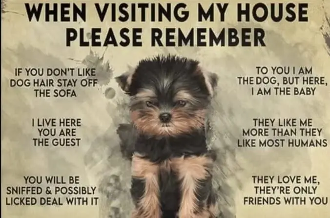 Vintage Tin Sign Decor Yorkshire Terrier Dog I Live Here You Are The Guest Funny Retro Aluminium Sign For Office Garden