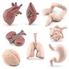 Simulation Human Body Torso Model Game Brain Heart Liver Stomach Kidney Teaching Tools Learning Educational Toys For Children 2