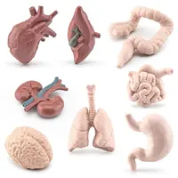 Simulation Human Body Torso Model Game Brain Heart Liver Stomach Kidney Teaching Tools Learning Educational Toys For Children 2