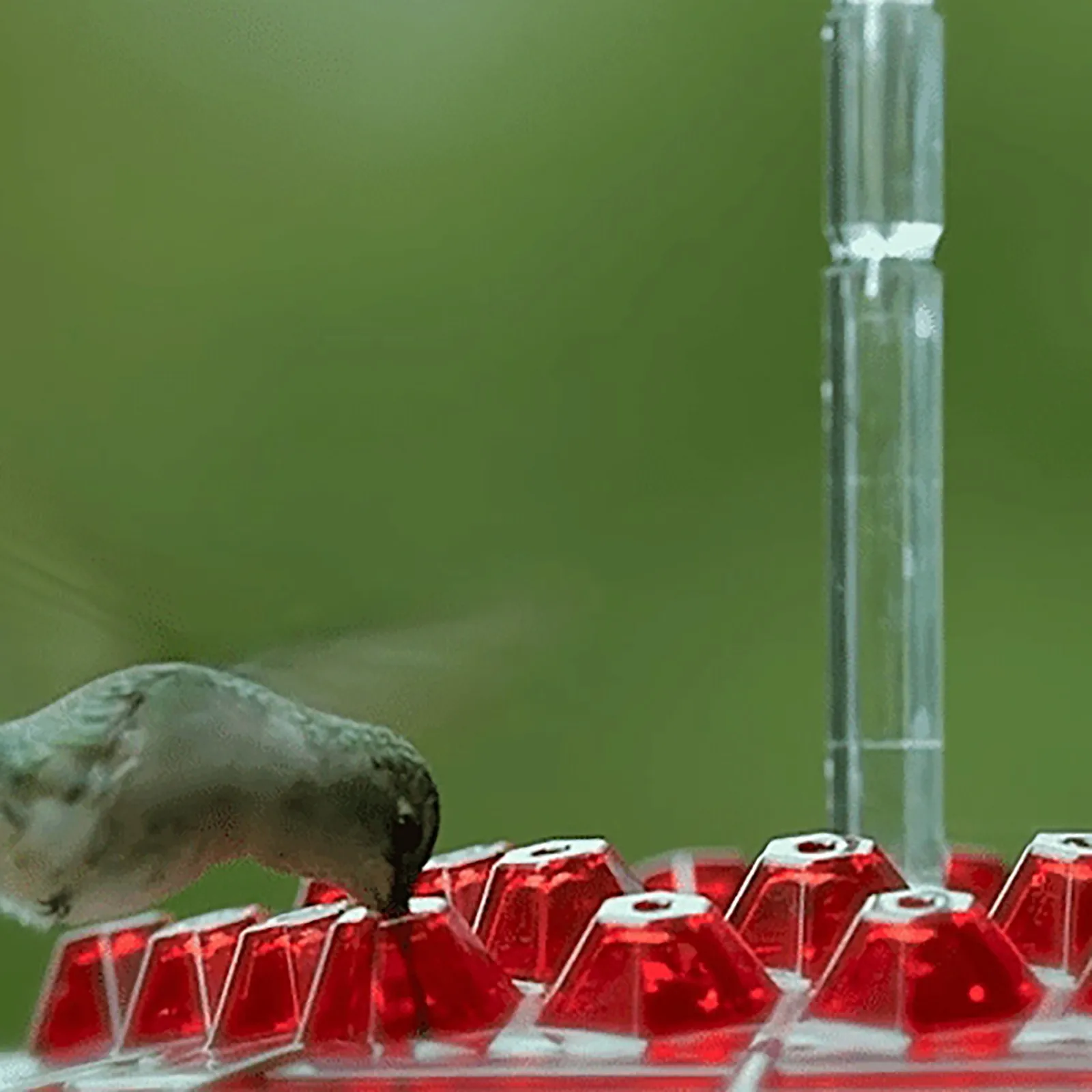 Summer Promotion 45% Off-hummingbird Feeders For Outdoors Hanging