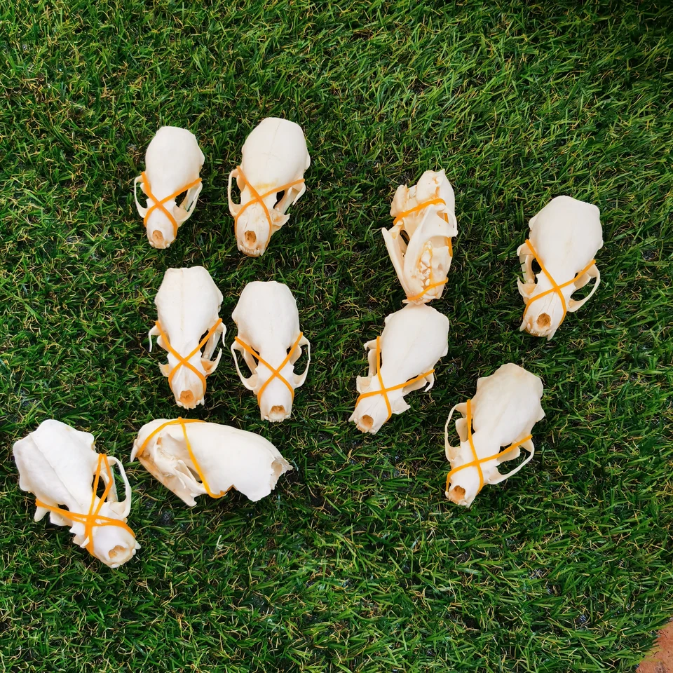 本物のミンクの頭蓋骨/標本コレクション/欠陥スカル/ガーデン、水槽の