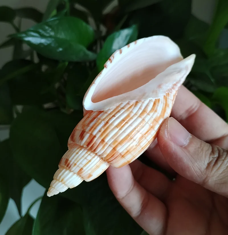 9-11CM Corn Scroll Snail Real Sea Shell Lyria Kurodai Conch Wedding Table Decoration Specimen Conch DIY House Office Decor