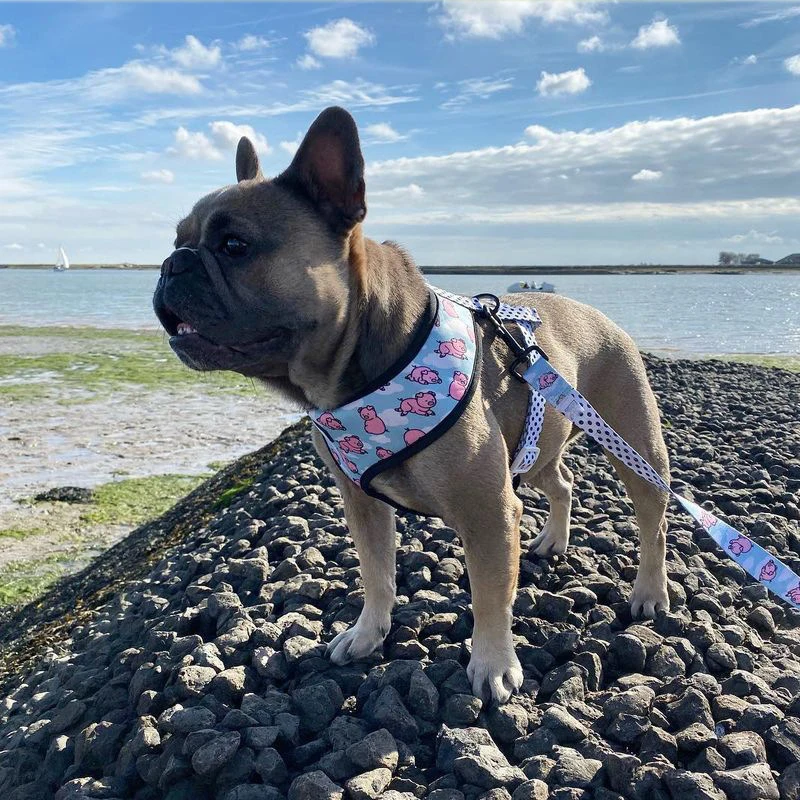 bulldog puppy harness