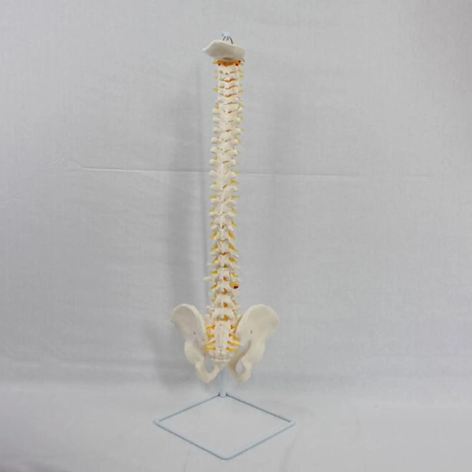 Life Size Vertebral Curve Model,PVC Human Spine Model, Flexible Human Spinal Column for Classroom Human Study