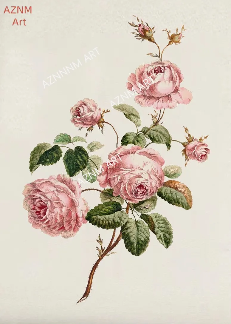 Vintage Pink Roses Floral Poster Print Botanical Flowers Canvas ...