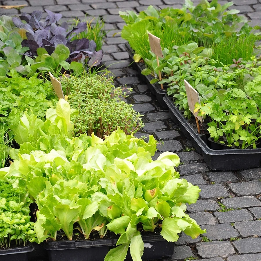 Plateaux De Culture Sans Trous - Lot De 10 Grands (54x28x6cm) Pour Microverts, Germination