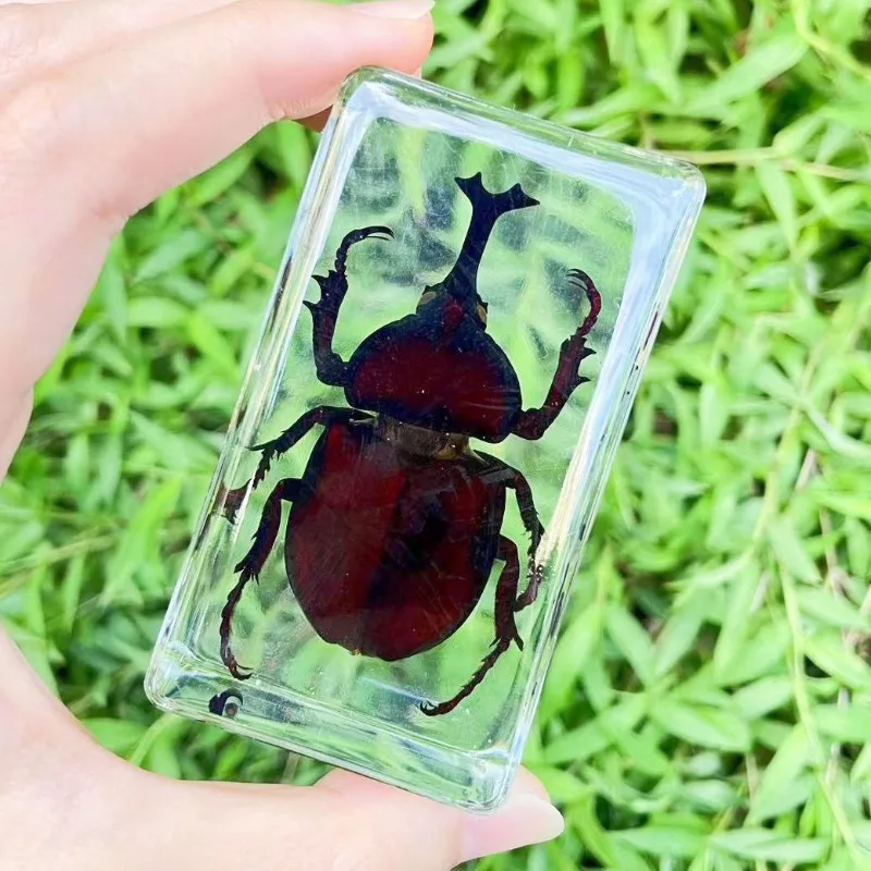 

Real Insect Specimens, Early Education Science Popularization Decoration Collection Crafts Home Decoration Accessories