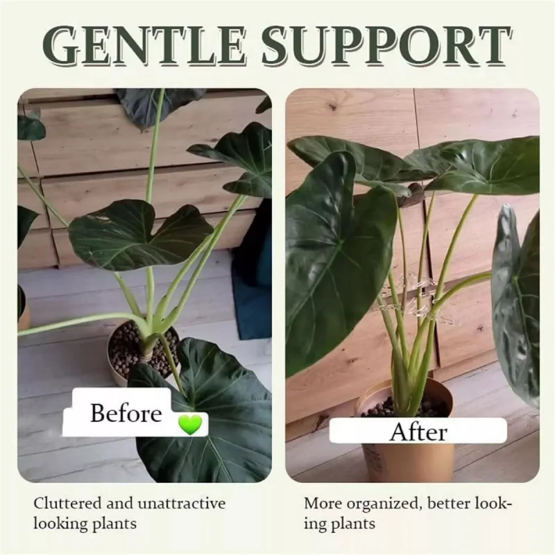 Turtle Shell Bamboo Clamp Set Monstera Grapple Plant Monstera Plant Support Keeps Plants Tame Growing Vertical