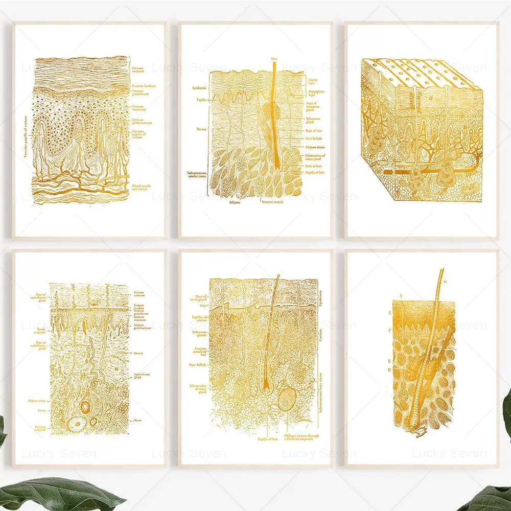 Skin Anatomy Poster Set 2