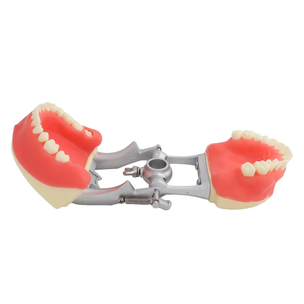 

Teeth Model Dental Model Training Model Teeth Teaching Demonstration Oral Surgery DP Jaw Frame