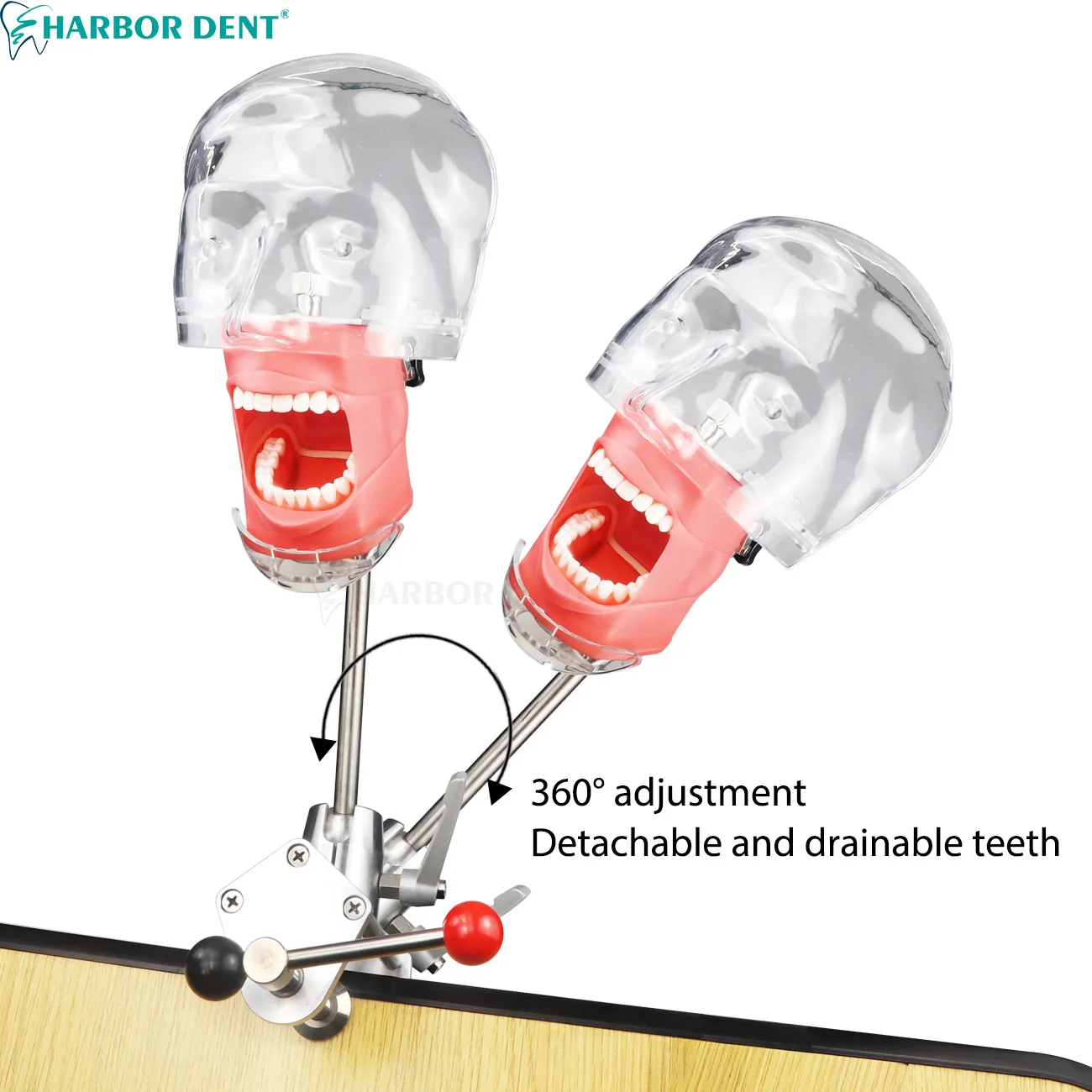 حزام كرسي الأسنان/مشبك نوع الطاولة نموذج رأس محاكا...