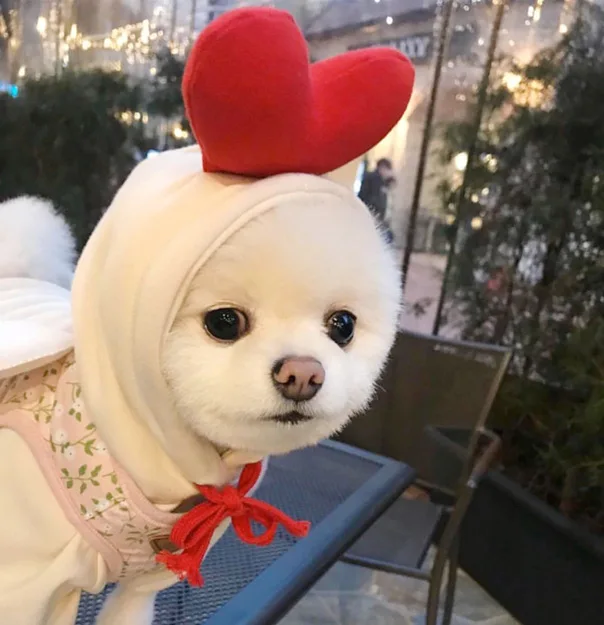 Déguisement Wapiti, Grenouille ou Carotte : Sweat à Capuche Amusant pour Petit Chien - 2025 - Vêtement et accessoires pour chiens - Doglovedesign