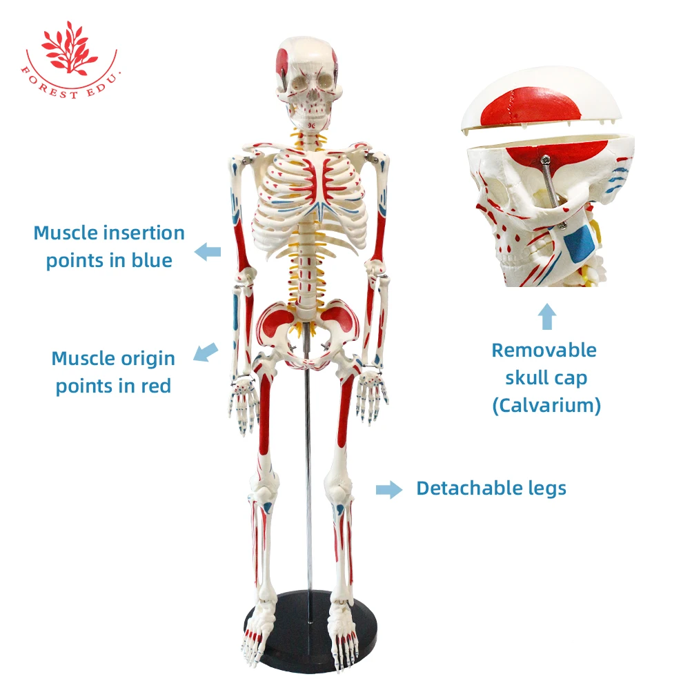 Human Anatomy Skeleton Model FRT008 85cm Whole Body Muscle Painted Include Spinal Nerve Roots and Carotid Artery Medical Science