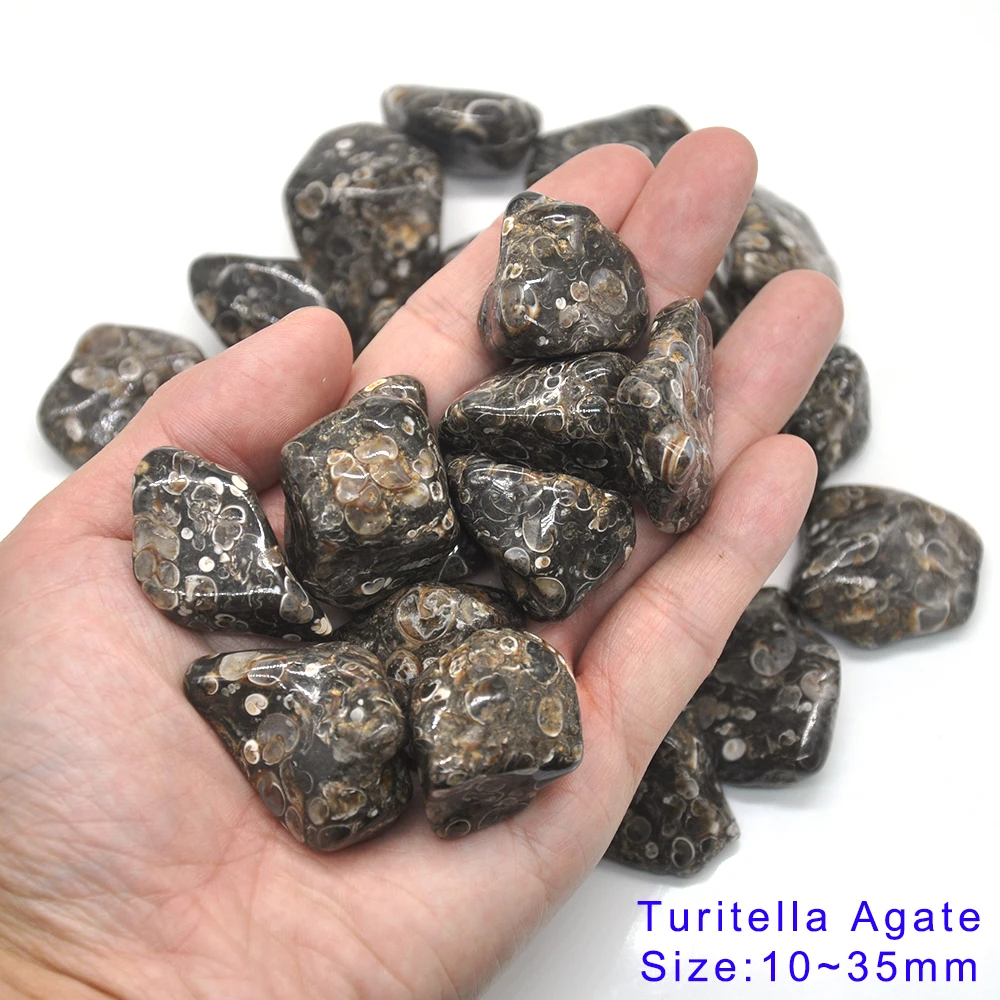 Turitella Agate