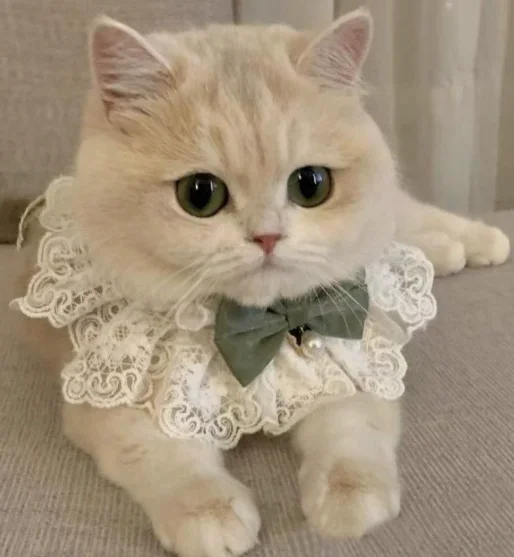 Dog Bow Bib Cute Cat Scarf Pet Accessory Small Dog Teddy Decoration Pomerian Dog Accessories Pet Accessories