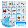 26 Categories Kids Cards Fruits Animal Learn English Word FlashCards Children Homeschool Supplies Educational Toys Montessori 4