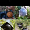 Plant Propagation Rooter Spherical Root Controller Horticulture Gardening High Pressure Cuttings Grafting Box Seedling Balls 4
