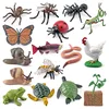 Animal Life Cycle Board Children Toy Montessori Teaching Aids Plant Animal Growth Cycle Model Set preschool cognitive Toys 4