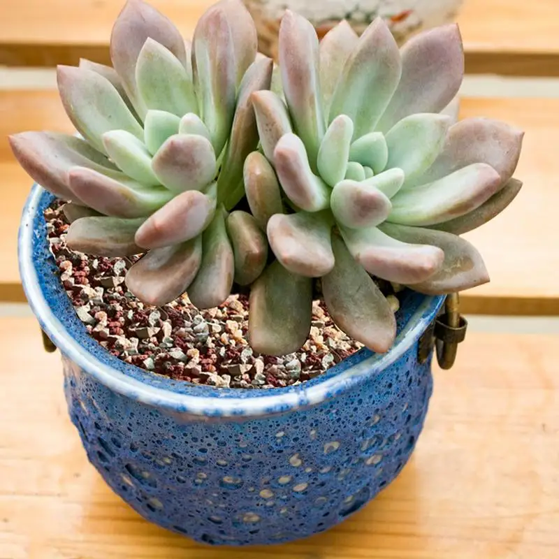 Potting Stones Scientific And Decorative Stones For Potted Plants Nutrient Balance Garden Soil Necessities Aquarium Decors decorative stones