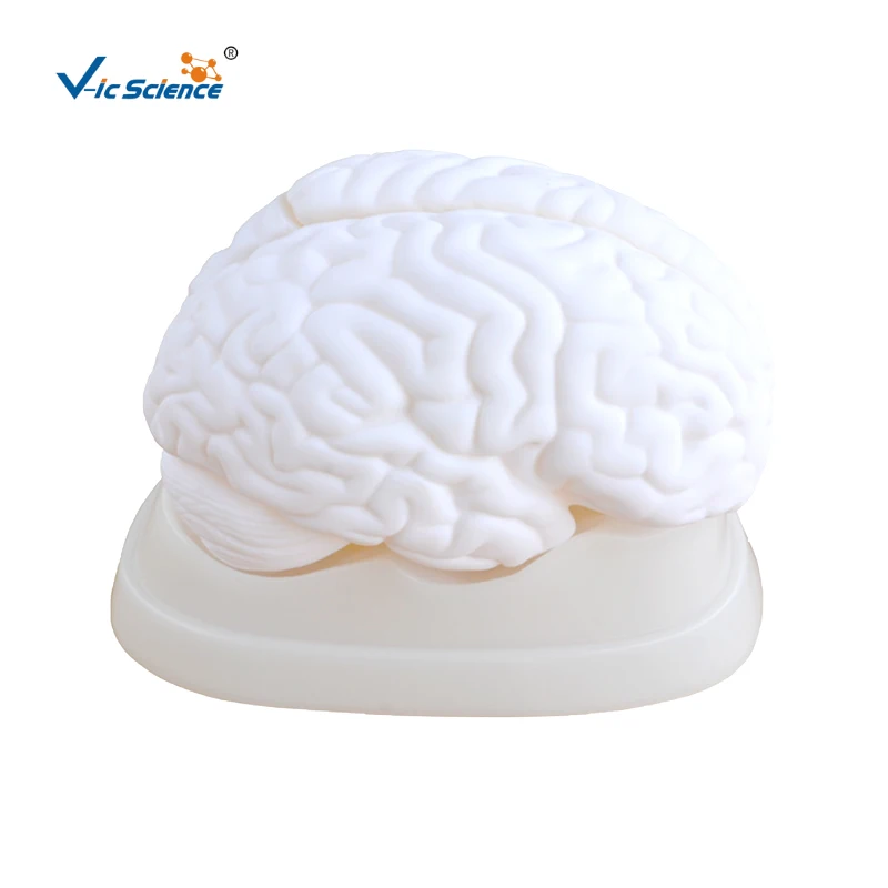 

Human Teaching Brain Mantle Function Position Head Brain Anatomy Model