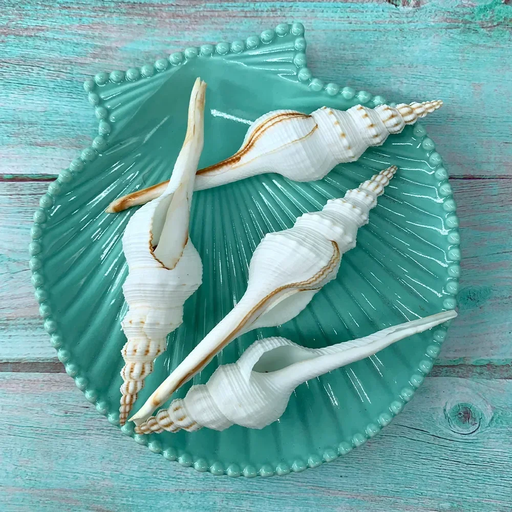 4PCS Natural Shell Ornaments Conch Changting Snail White Fairy Snail Marine Biological Specimen Aquarium Decoration Sea Shells Jewelry DIY natural shell ornaments