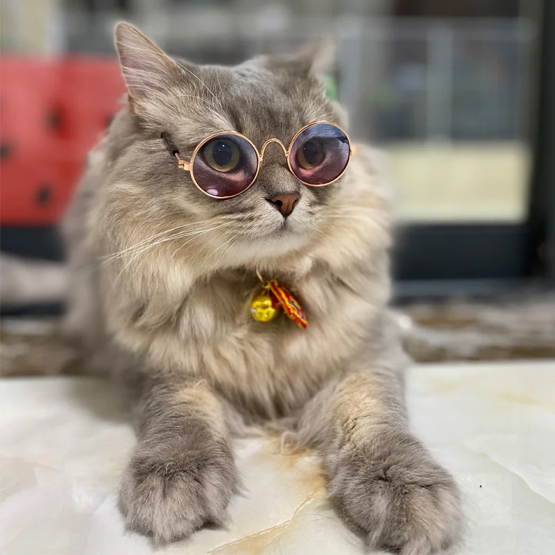 Vintage Round Cat Sunglasses Reflection Eyewear Glasses 3