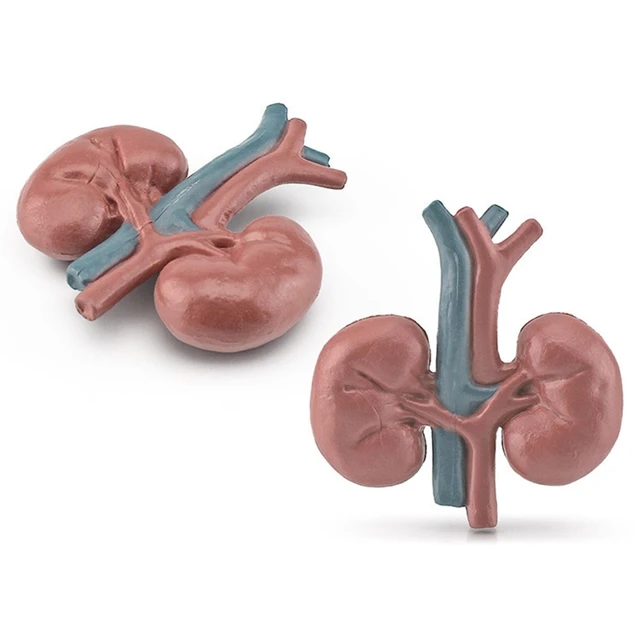 Human Torso Body Organ Miniature Anatomy Organs Model Education Montessori Toy Kiddie Boy Girl Collection Figurines 8PCS 3