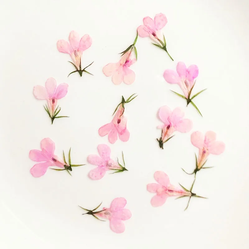 Description Picture 5 of item60pcs Pressed Dried Lobelia Erinus Flower Plant Herbarium For Jewelry Postcard Invitation Card Phone Case Bookmark Craft&Art