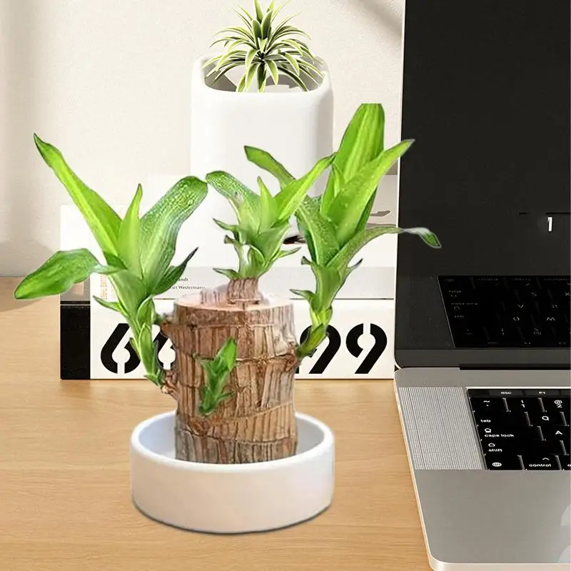 Mini Brazilian Lucky Wooden Tray Water Plant Dish Hydroponic Potted Tree Stump Tabletop Tray for Indoor Office Desktop College