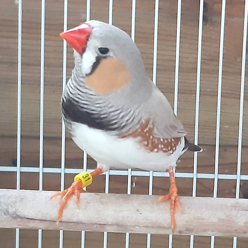 Bird Foot Ring Pigeon Supplies 2.7mm 3mm 4mm 4.5mm 5mm Colorful Identification Ring Canary Acacia Birds Clip Ring 100 Pcs - Image 6