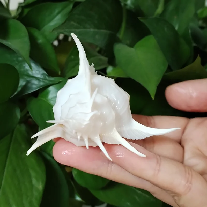 Murex-装飾用の珍しい貝殻、珍しい白の貝殻、pterynotus alatus、ocean